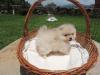 Foto de Pomeranian�s Home