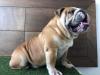 Foto de Criadero de bulldog ingles