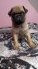 Foto de Criadero Pug